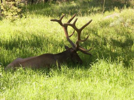 Animal13