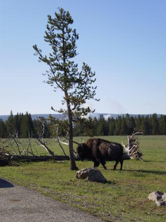 Paradise Yellowstone
