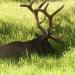 Animal13