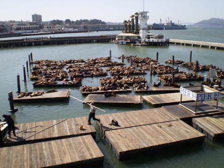 Sealions on Pier 39