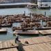 Sealions on Pier 39