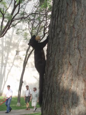Squirrel